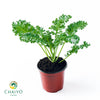 Kale Dwarf Vates Blue Scotch Brassica oleracea – 15cm Pot