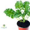 Kale Dwarf Vates Blue Scotch Brassica oleracea – 15cm Pot