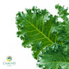 Kale Dwarf Vates Blue Scotch Brassica oleracea – 15cm Pot