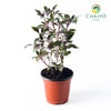 Italian Basil Dark Opal Ocimum basilicum – 15cm Pot