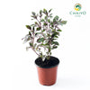 Italian Basil Dark Opal Ocimum basilicum – 15cm Pot