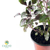 Italian Basil Dark Opal Ocimum basilicum – 15cm Pot