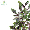 Italian Basil Dark Opal Ocimum basilicum – 15cm Pot