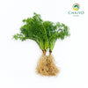 German Chamomile Matricaria chamomilla – Bare Root