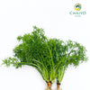 German Chamomile Matricaria chamomilla – Bare Root